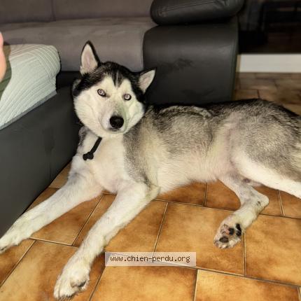 Photo 1/1 Chien retrouvé Perdu à Villerable