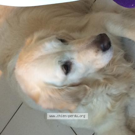 Photo de chien perdu à Le Bouscat