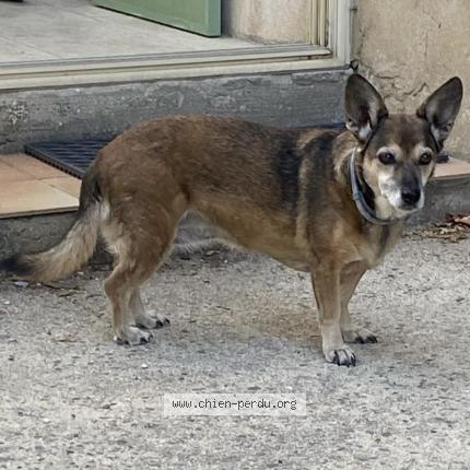 Photo 1/1 Chien retrouvé Perdu à Cavaillonl