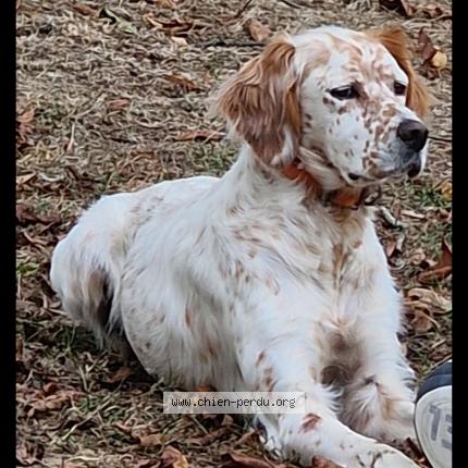 Photo de chien perdu à Monclar