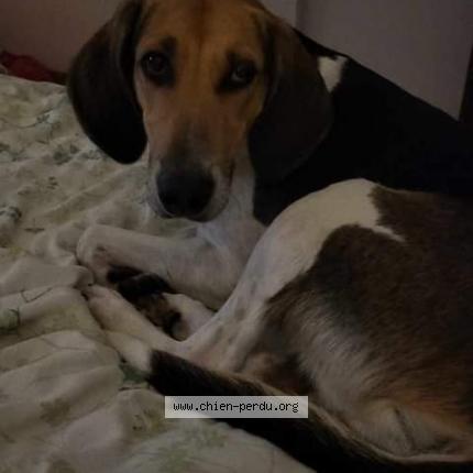 Photo de chien perdu à Douchy