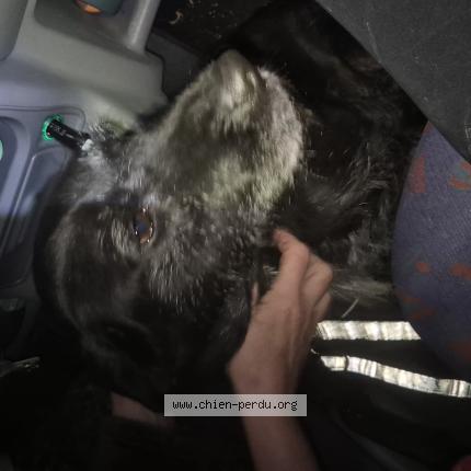 Photo de chien trouvé à Bonnetable