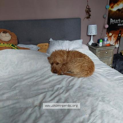 Photo 1/1 Chien retrouvé Perdu à Saint nazaire