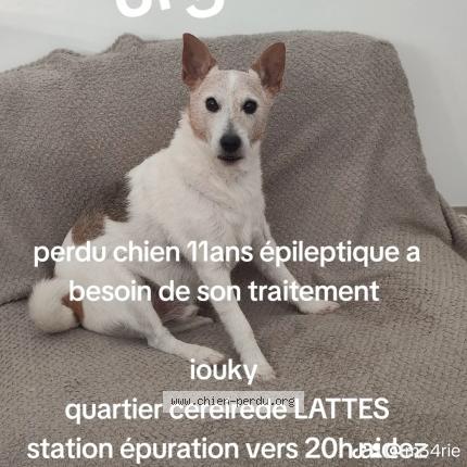 Photo 1/1 Chien retrouvé Perdu à Lattes