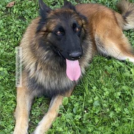 Photo 1/1 Chien retrouvé Perdu à Amberieux en dombes