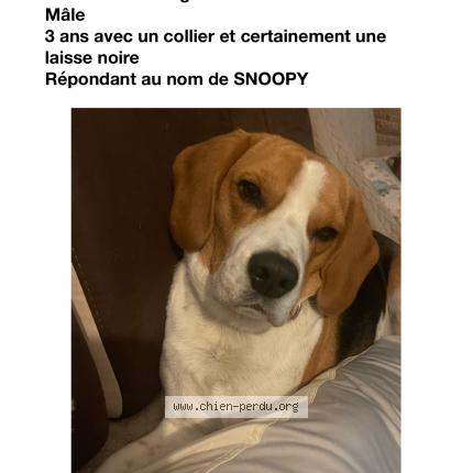 Photo de chien perdu à Lunel Viel