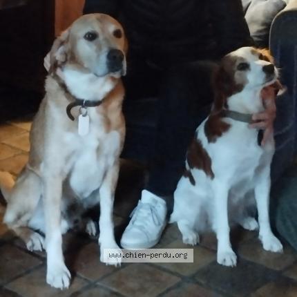 Photo 1/1 Chien retrouvé Perdu à Le rouret