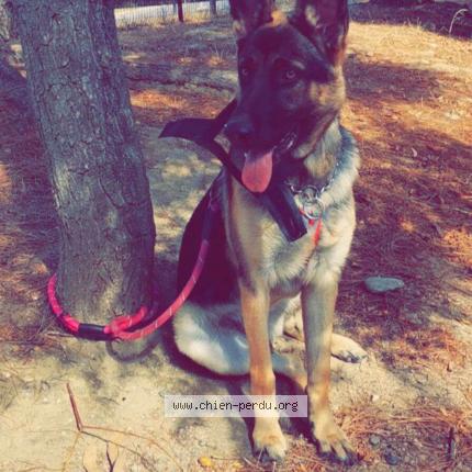 Photo 1/1 Chien retrouvé Perdu à Villefranche sur saone