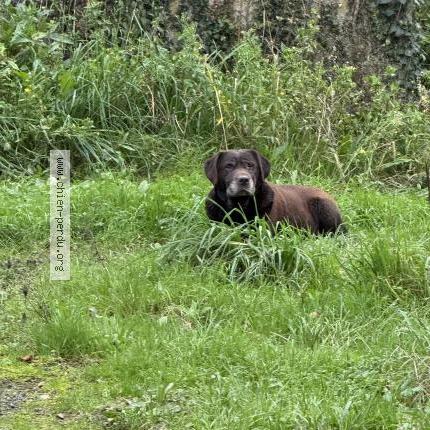 Photo 1/1 Chien retrouvé Trouvé à Maray