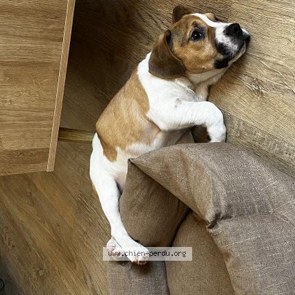 Photo 1/1 Chien retrouvé Perdu à Magny st medard