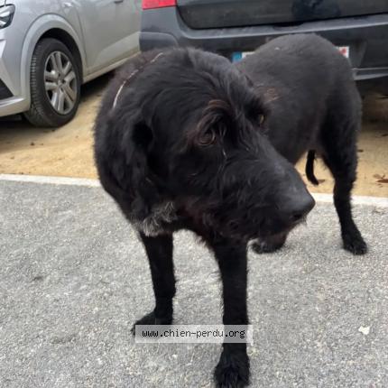 Photo 1/1 Chien retrouvé Trouvé à Marigny marmande