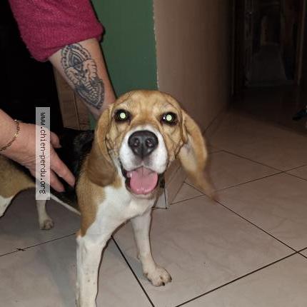 Photo 1/1 Chien retrouvé Trouvé à Lassy