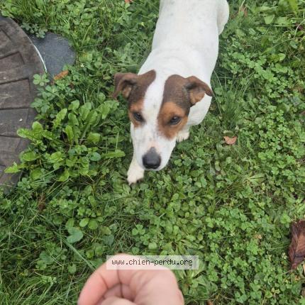 Photo 1/1 Chien retrouvé Trouvé à Beaulieu sur layon