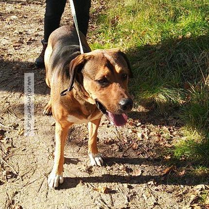 Photo de chien trouvé à La Jemaye Ponteyraud
