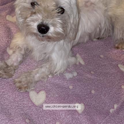 Photo 1/1 Chien retrouvé Trouvé à Blaincourt les precy