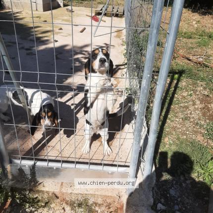 Photo 1/1 Chien retrouvé Perdu à Aulas