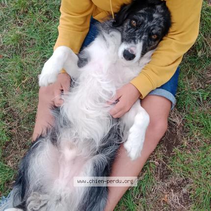 Photo 1/1 Chien retrouvé Perdu à St jean le centenier