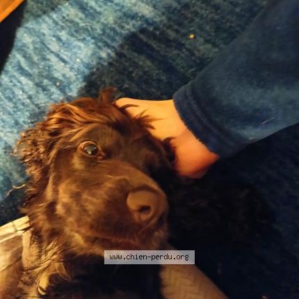 Photo 1/1 Chien retrouvé Trouvé à Lyon