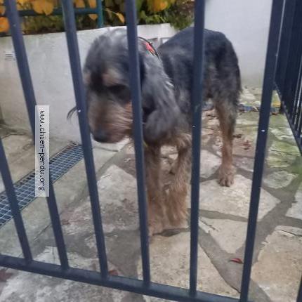 Photo 1/1 Chien retrouvé Trouvé à Uchon