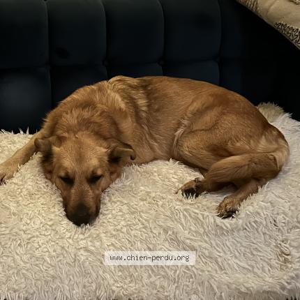 Photo de chien trouvé à Nances