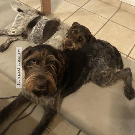 Photo 1/2 Chien retrouvé Perdu à Cerilly