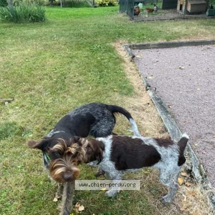 Photo 2/2 Chien retrouvé Perdu à Cerilly