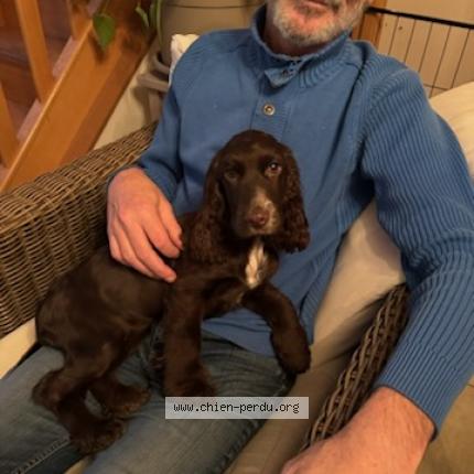 Photo 1/1 Chien retrouvé Perdu à Ecully