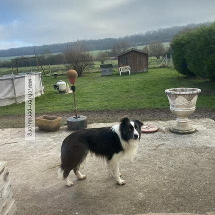 Photo 1/2 Chien retrouvé Perdu à Bosc renoult en roumois