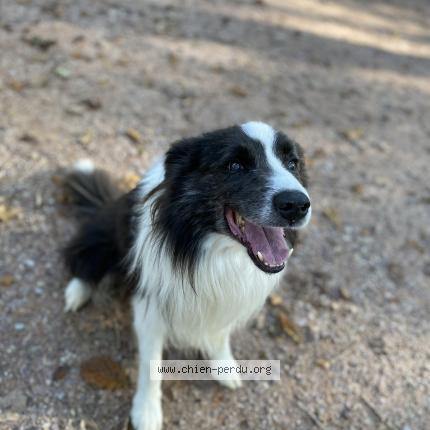 Photo 2/2 Chien retrouvé Perdu à Bosc renoult en roumois