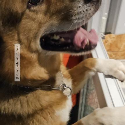 Photo 1/1 Chien retrouvé Trouvé à Le havre