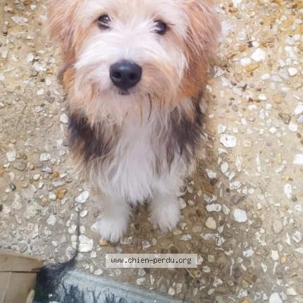 Photo 1/1 Chien retrouvé Perdu à Yviers