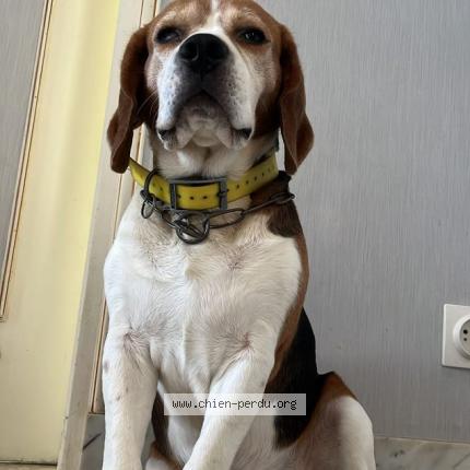 Photo 1/1 Chien retrouvé Perdu à Bellac