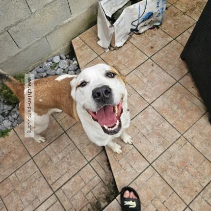 Photo 1/1 Chien retrouvé Trouvé à Pontacq