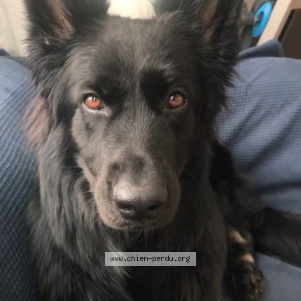 Photo 1/1 Chien retrouvé Perdu à Montfermeil