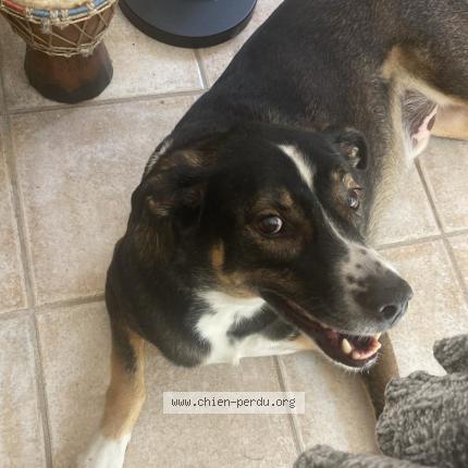 Photo 1/1 Chien retrouvé Perdu à Eguilles