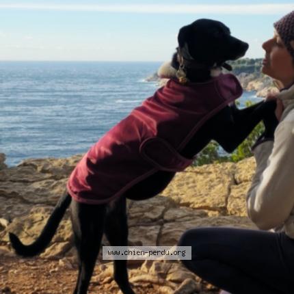 Photo 1/1 Chien retrouvé Perdu à Allauch