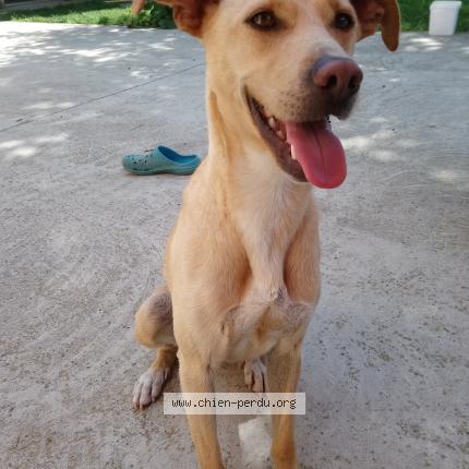 Photo 1/1 Chien retrouvé Perdu à Albon