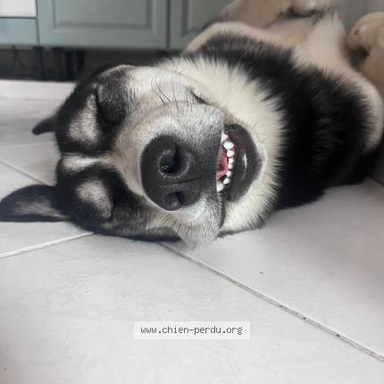 Photo 1/3 Chien retrouvé Perdu à Vesly