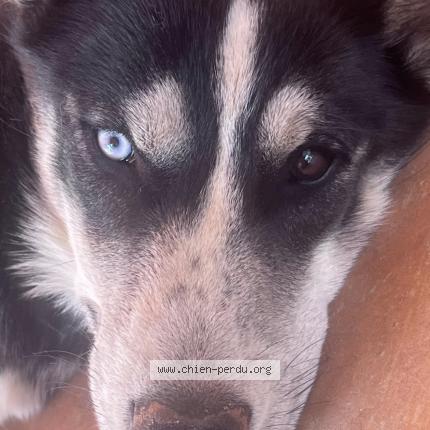 Photo 2/3 Chien retrouvé Perdu à Vesly