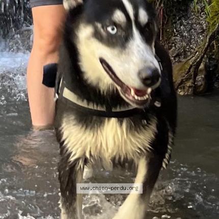 Photo 3/3 Chien retrouvé Perdu à Vesly
