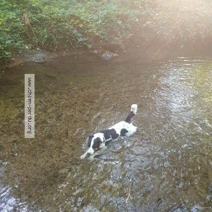 Photo de chien perdu à Tigery