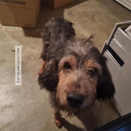 Photo de chien trouvé à Saint Lothain