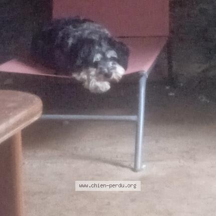 Photo 1/1 Chien retrouvé Perdu à Saint etienne de mer morte