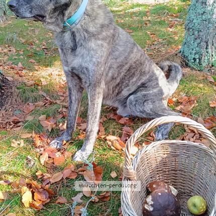 Photo de chien perdu à Nimes