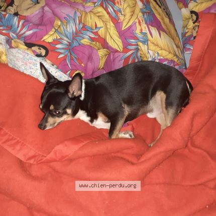 Photo de chien perdu à Gardanne