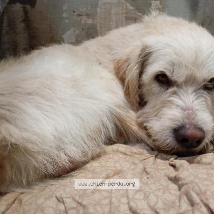Photo de chien trouvé à Loriol Sur Drome