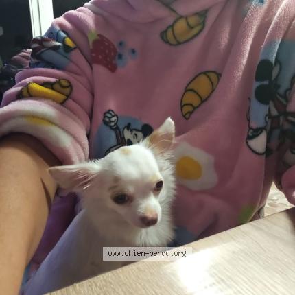 Photo 1/1 Chien retrouvé Perdu à Clermont herault