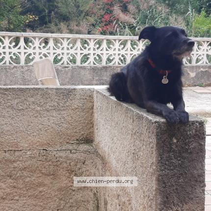 Photo 1/1 Chien retrouvé Perdu à Erome