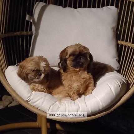 Photo 1/1 Chien retrouvé Perdu à Feytiat