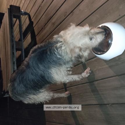 Photo de chien trouvé à Lescout